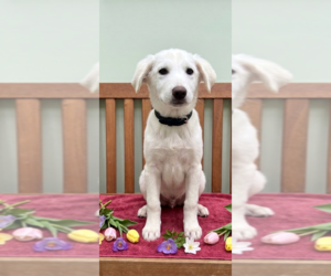 Labrenees Dogs for adoption in Genesee, WI, USA