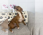 Small #1 American Pit Bull Terrier Mix