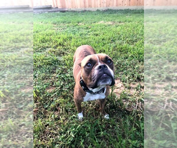 Medium Photo #14 Boxer Puppy For Sale in  Katy, TX, USA