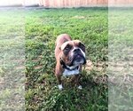 Small Photo #14 Boxer Puppy For Sale in  Katy, TX, USA