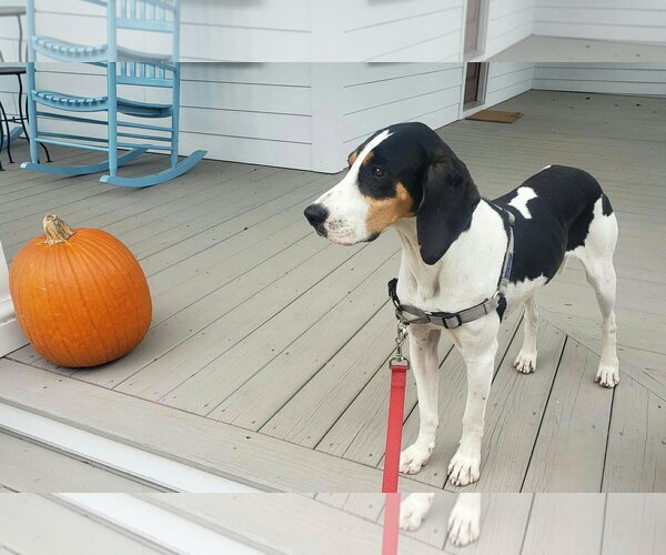 Medium Photo #7 Treeing Walker Coonhound Puppy For Sale in Greenville, SC, USA