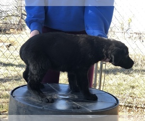 Labrador Retriever-Schnauzer (Standard) Mix Puppy for sale in BURKETT, TX, USA