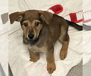 Mutt Dogs for adoption in Sterling, MA, USA