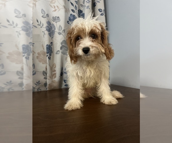 Medium Photo #71 Cavapoo-Poodle (Miniature) Mix Puppy For Sale in DURHAM, CT, USA