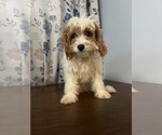 Small #70 Cavapoo-Poodle (Miniature) Mix