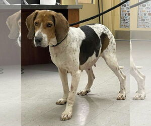 Mutt Dogs for adoption in Low Moor, VA, USA