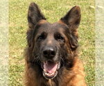 Small German Shepherd Dog Mix