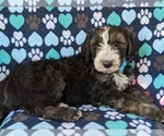 Small Photo #4 Sheepadoodle Puppy For Sale in PORT DEPOSIT, MD, USA