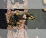 Small #6 German Shepherd Dog