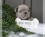 Small Photo #4 French Bulldog Puppy For Sale in SULLIVAN, OH, USA