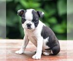 Small #1 Boston Terrier