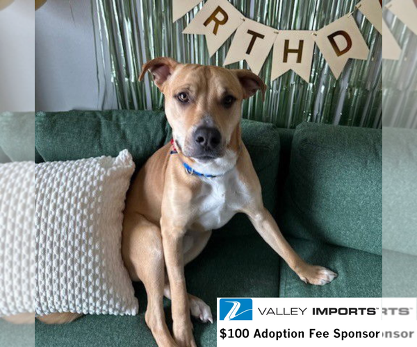 Medium Photo #2 Mutt Puppy For Sale in Fargo, ND, USA