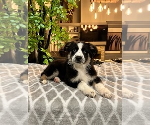 Australian Shepherd Puppy for sale in INDIANAPOLIS, IN, USA