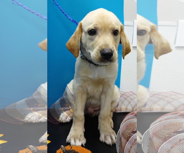 Medium Photo #4 Labralas Puppy For Sale in Attalka, AL, USA