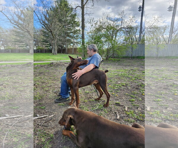 Medium Photo #12 Doberman Pinscher Puppy For Sale in Buffalo, MN, USA