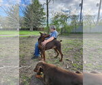 Small #11 Doberman Pinscher