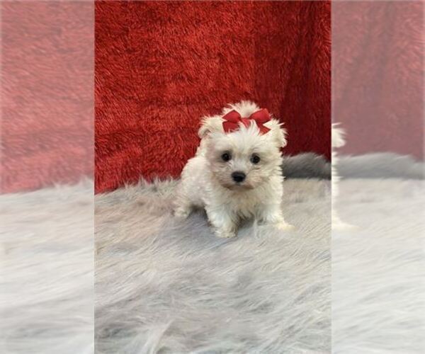Medium Photo #9 Maltese Puppy For Sale in ORLANDO, FL, USA