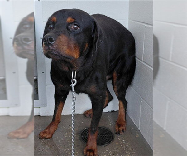 Medium Photo #1 Rottweiler Puppy For Sale in Houston, TX, USA