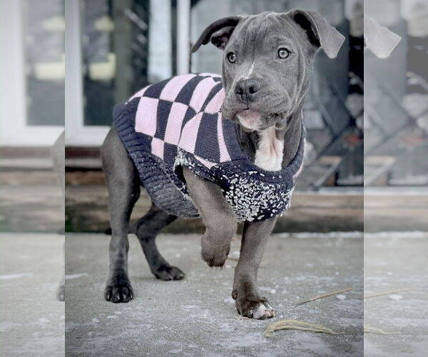 Medium Photo #1 Mutt Puppy For Sale in Princeton, MN, USA