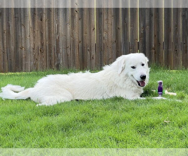 Medium Photo #15 Great Pyrenees Puppy For Sale in Dallas, TX, USA