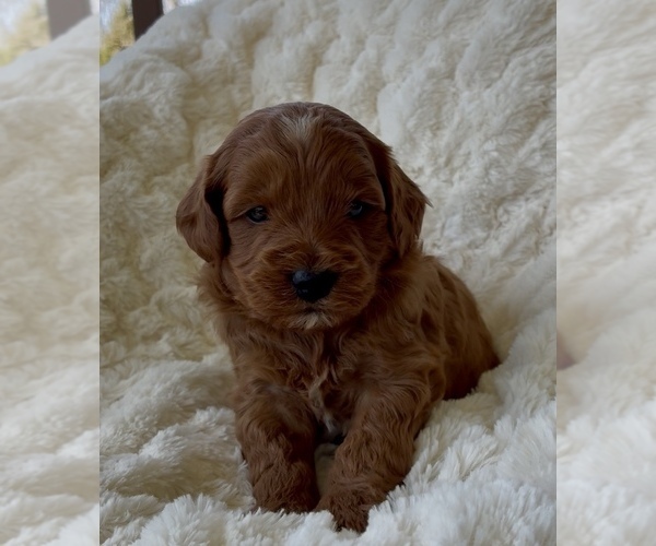 Medium Photo #25 Goldendoodle (Miniature) Puppy For Sale in RANDOLPH, WI, USA