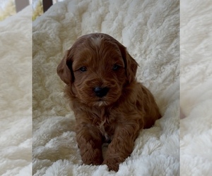 Medium Goldendoodle (Miniature)