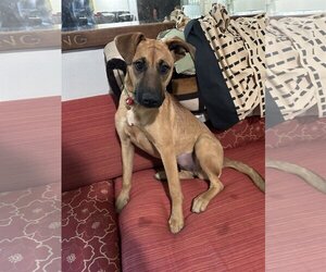 Black Mouth Cur-Rhodesian Ridgeback Mix Dogs for adoption in Dana Point, CA, USA