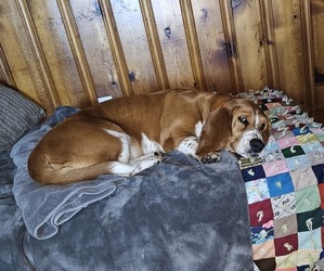 Mother of the Basset Hound puppies born on 06/25/2025