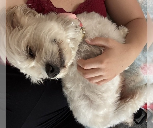 Medium Photo #1 Mutt Puppy For Sale in ORANGE, CA, USA
