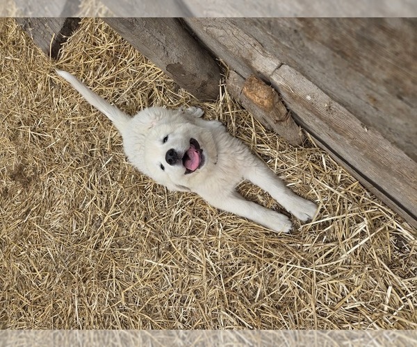 Medium Photo #2 Maremma Sheepdog Puppy For Sale in ROCHELLE, IL, USA