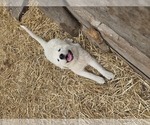 Small #1 Maremma Sheepdog
