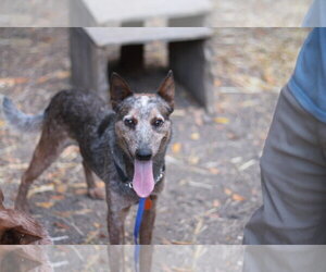 Mutt Dogs for adoption in Paso Robles, CA, USA