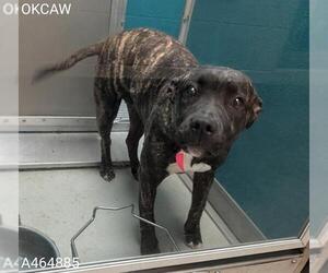 Mutt Dogs for adoption in Oklahoma City, OK, USA