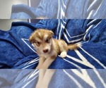 Small Photo #36 Alaskan Malamute Puppy For Sale in ERIAL, NJ, USA