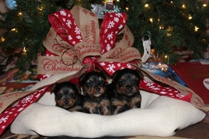Yorkshire Terrier Puppy for sale in Stephenville , TX, USA