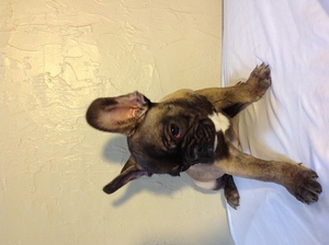 French Bulldog Puppy for sale in MILLVILLE, NJ, USA