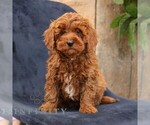 Small Goldendoodle (Miniature)