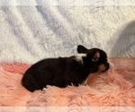 Small #4 American Corgi