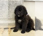 Small #1 Saint Berdoodle