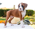 Small Photo #31 Boxer Puppy For Sale in WAKARUSA, IN, USA