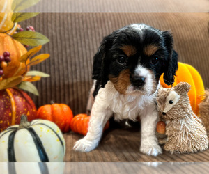 Cavalier King Charles Spaniel Puppy for Sale in SANTA CLARITA, California USA