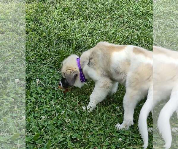 Medium Photo #5 Anatolian Shepherd-Unknown Mix Puppy For Sale in Stover, MO, USA