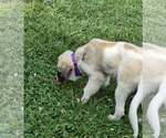 Small #4 Anatolian Shepherd Mix