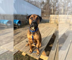 American Pit Bull Terrier Dogs for adoption in Gloversville, NY, USA