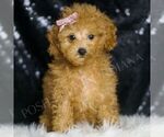 Puppy Addie Poodle (Miniature)