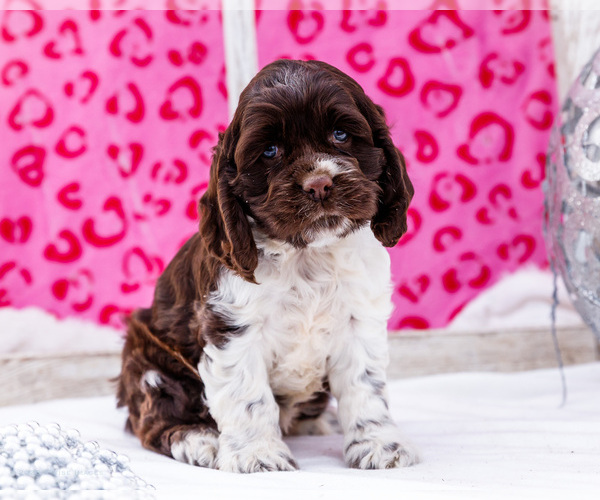 Medium Photo #19 Cocker Spaniel Puppy For Sale in WAKARUSA, IN, USA