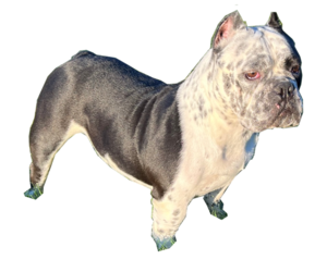 Mother of the American Bully puppies born on 05/22/2022