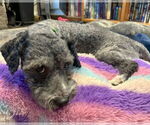 Small #1 Poodle (Miniature) Mix