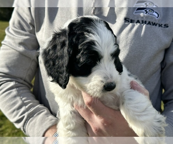 Medium Photo #28 Aussiedoodle Puppy For Sale in BREMERTON, WA, USA