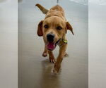 Small #8 Labrador Retriever Mix